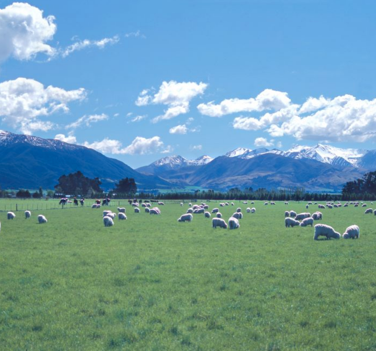 Inspiriert von der Perfektion der Natur